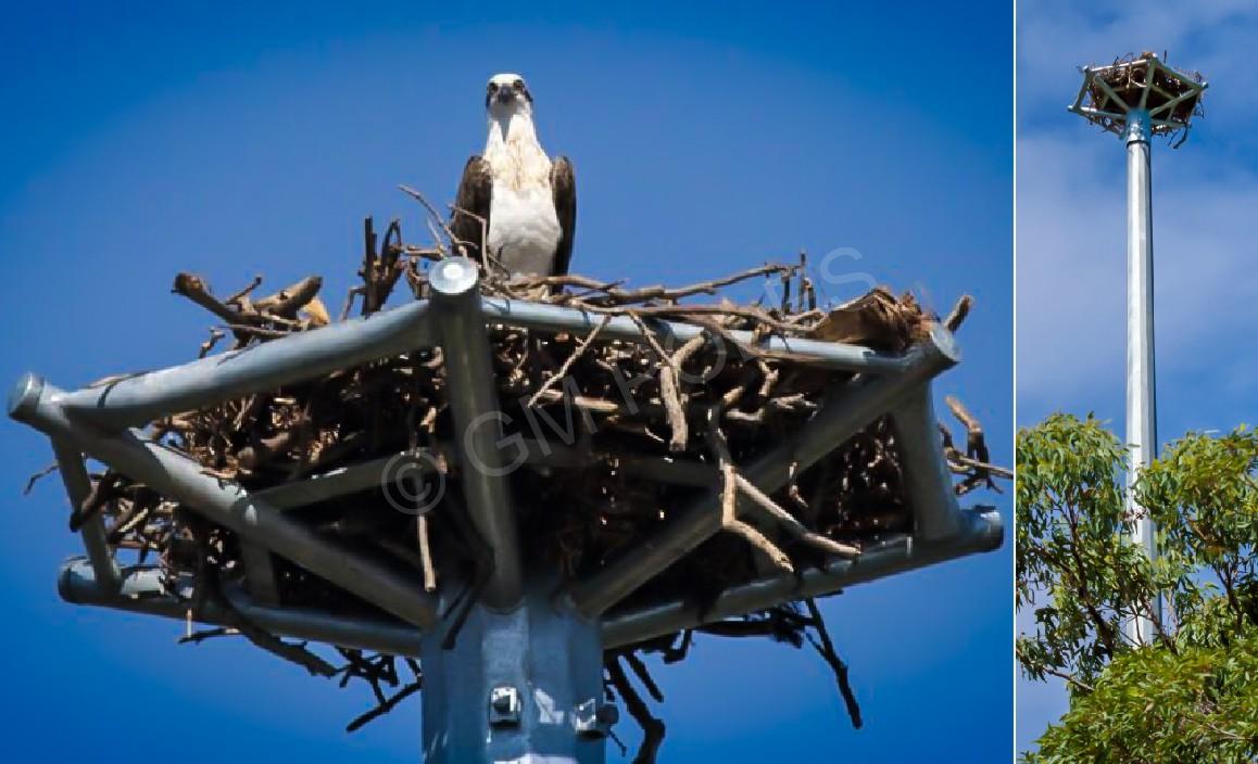 Wellington Point Osprey Nesting Tower